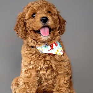 From Whelp to Woof! A comprehensive guide to raising happy, healthy puppies
