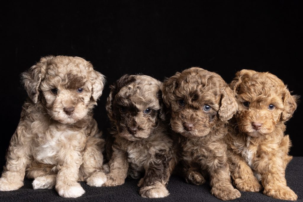 Chocolate merle Cavoodle with a beautifully patterned coat at Harley & Co Cavoodles in Brisbane.