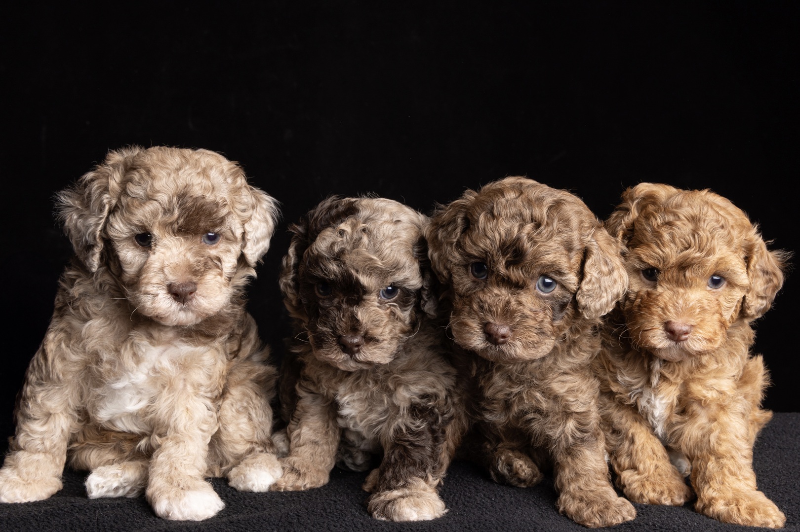 Chocolate merle Cavoodle with a beautifully patterned coat at Harley & Co Cavoodles in Brisbane.
