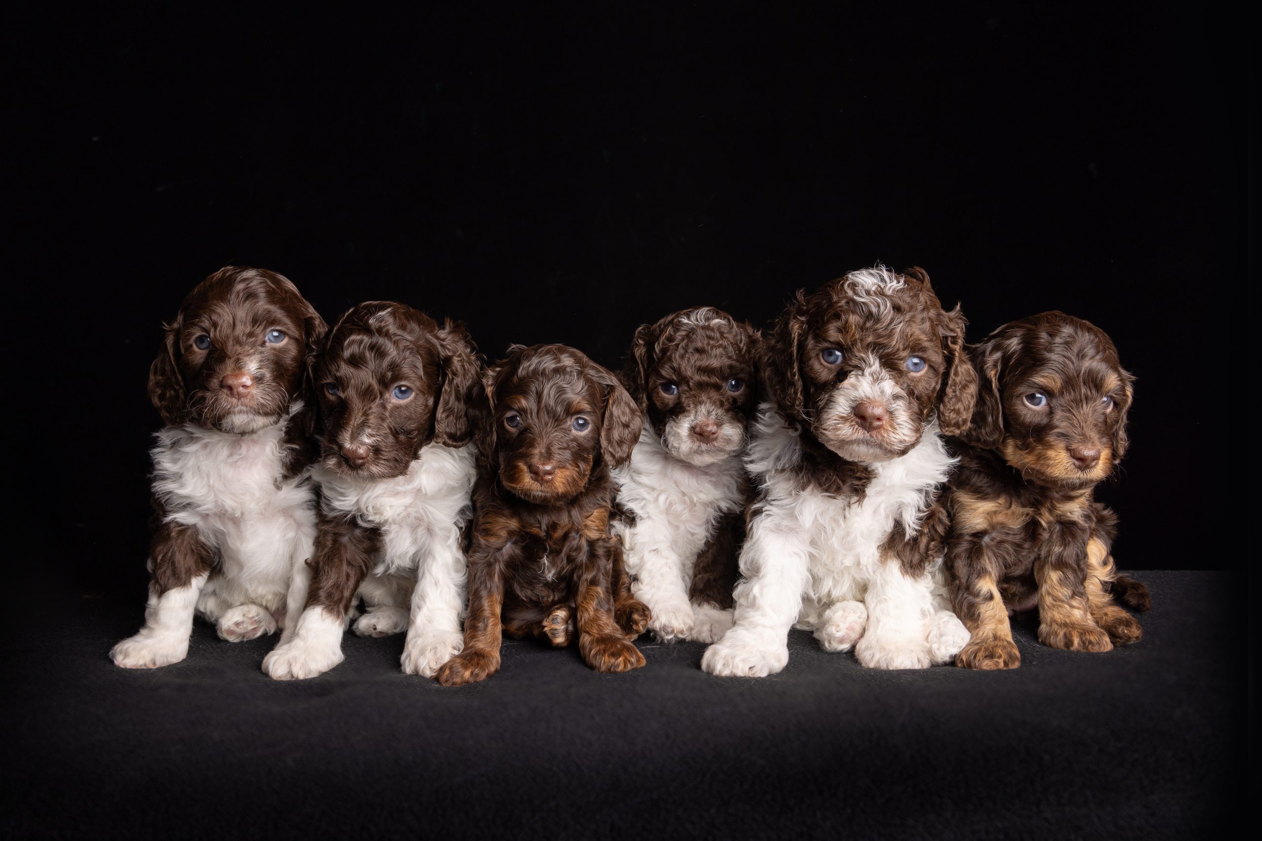 Puppy photo 1.1