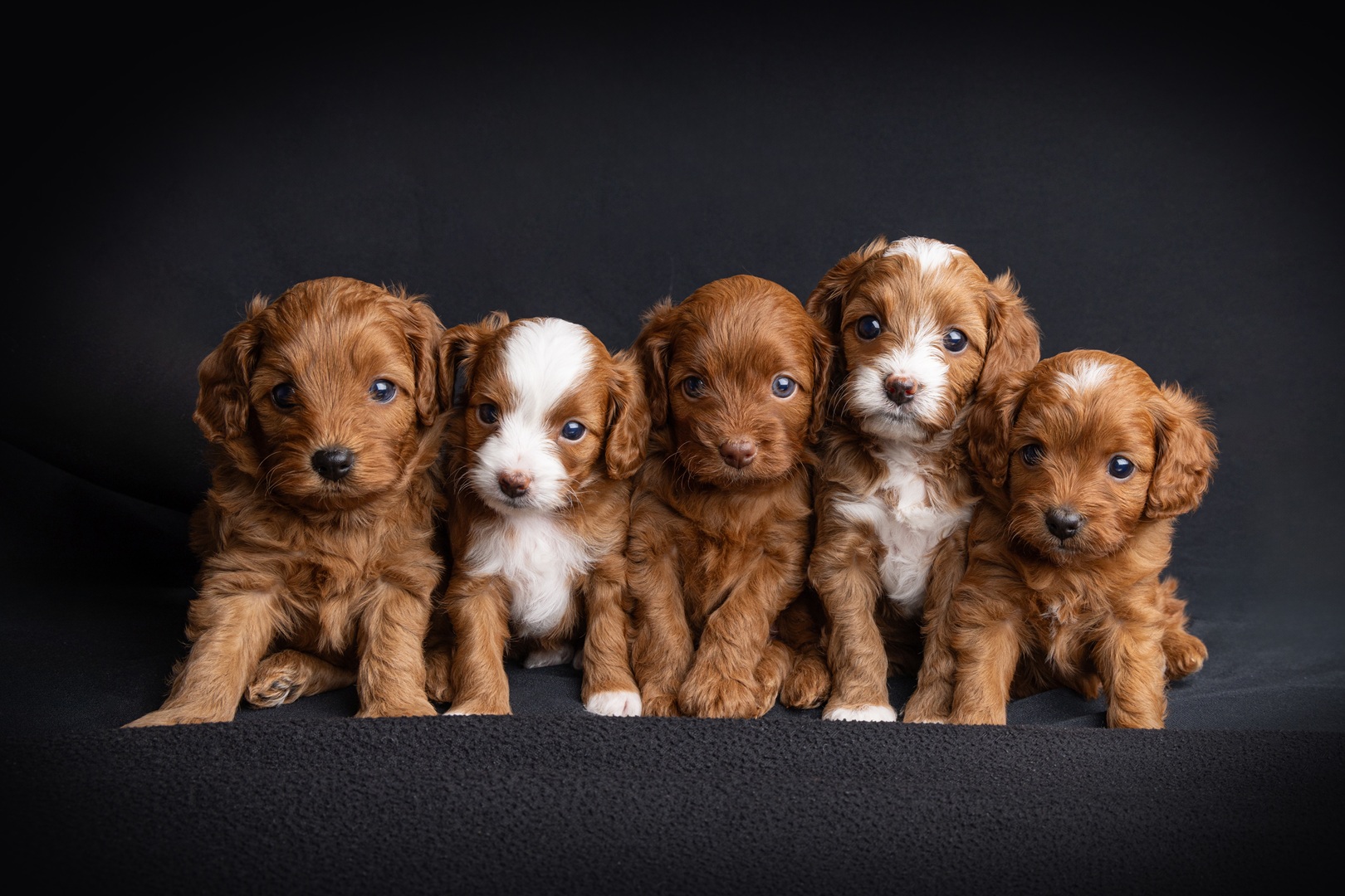 Puppy photo 1