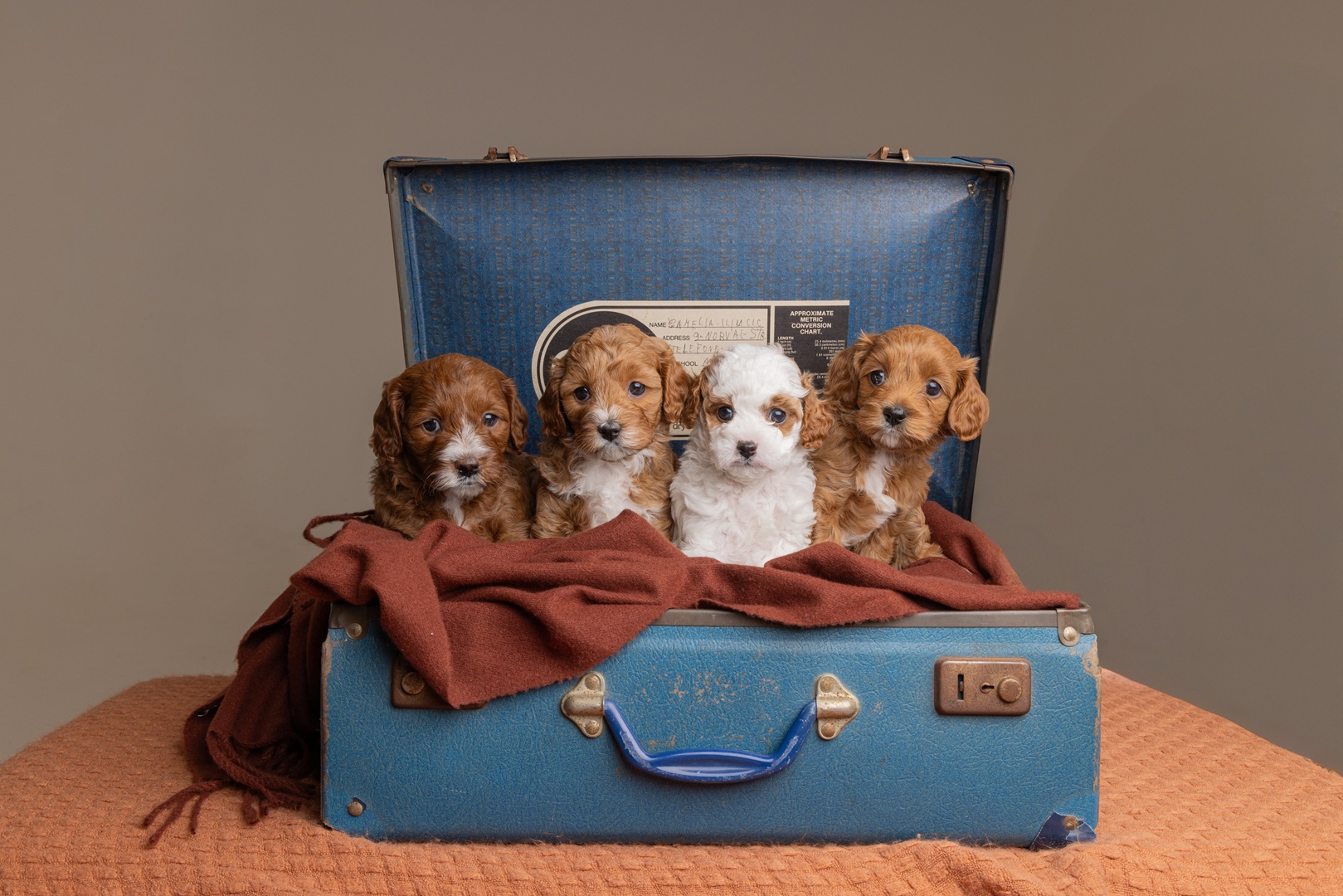 Puppy photo 10