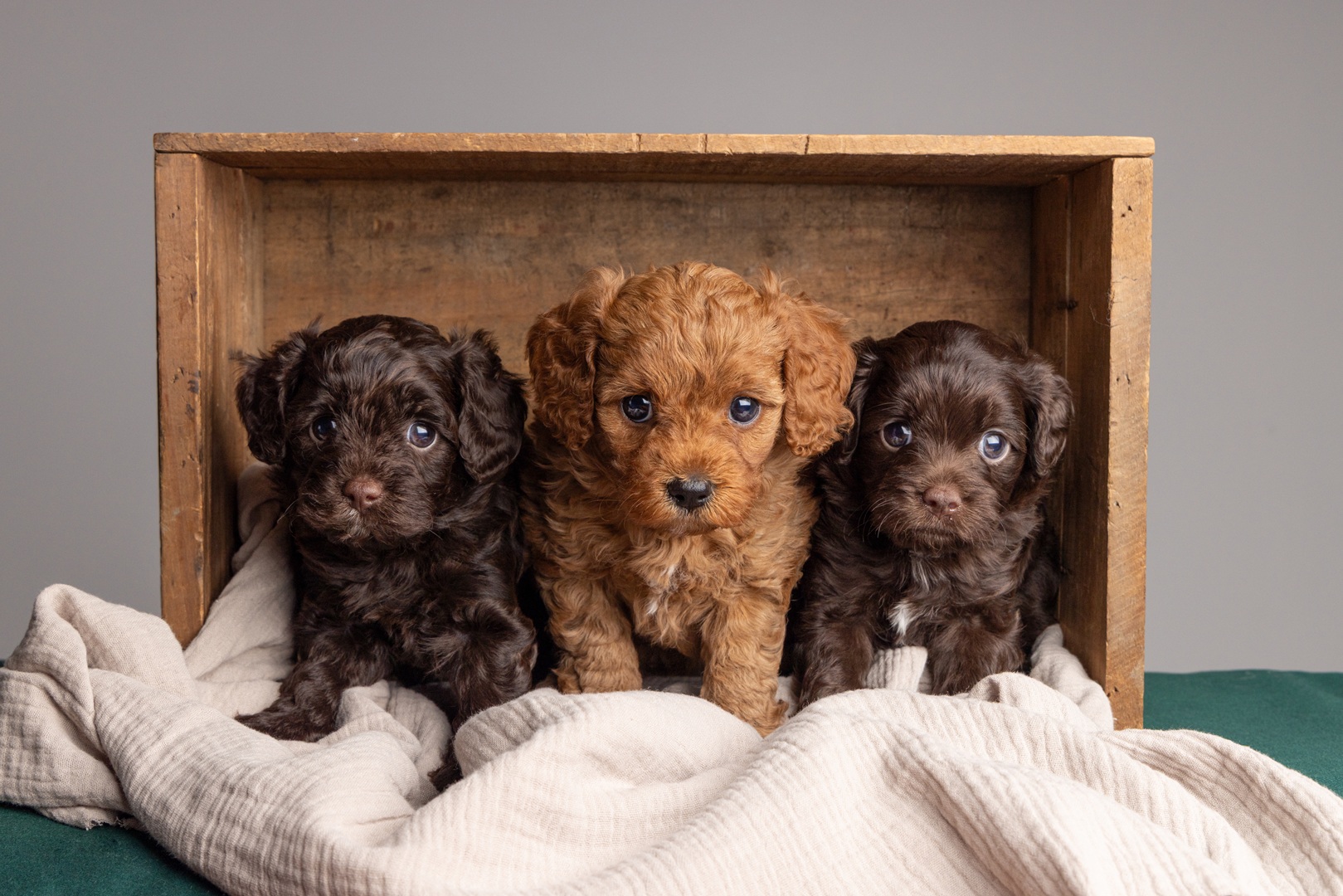 Puppy photo 11
