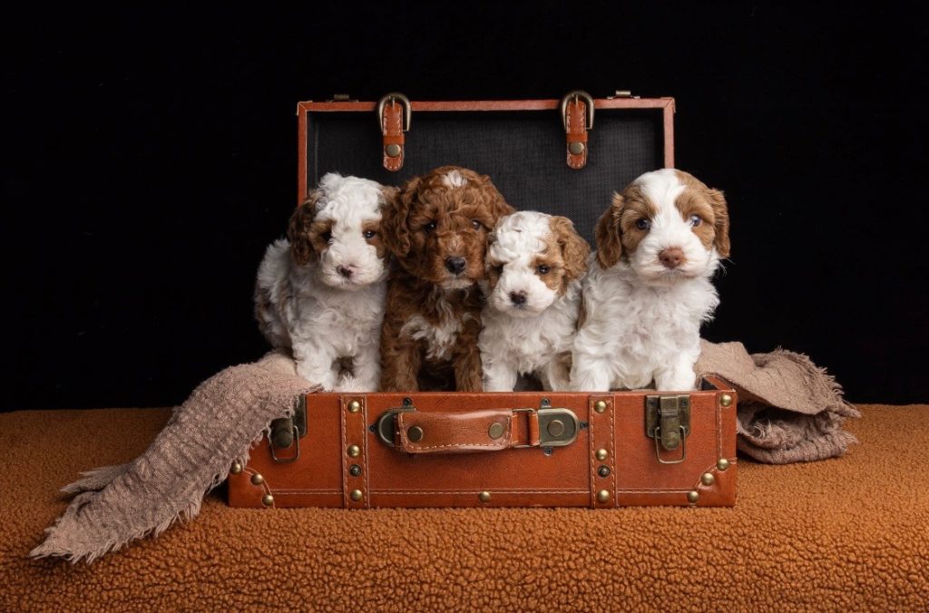 Red and white Cavoodle puppies including parti puppies with liver noses at Harley & Co