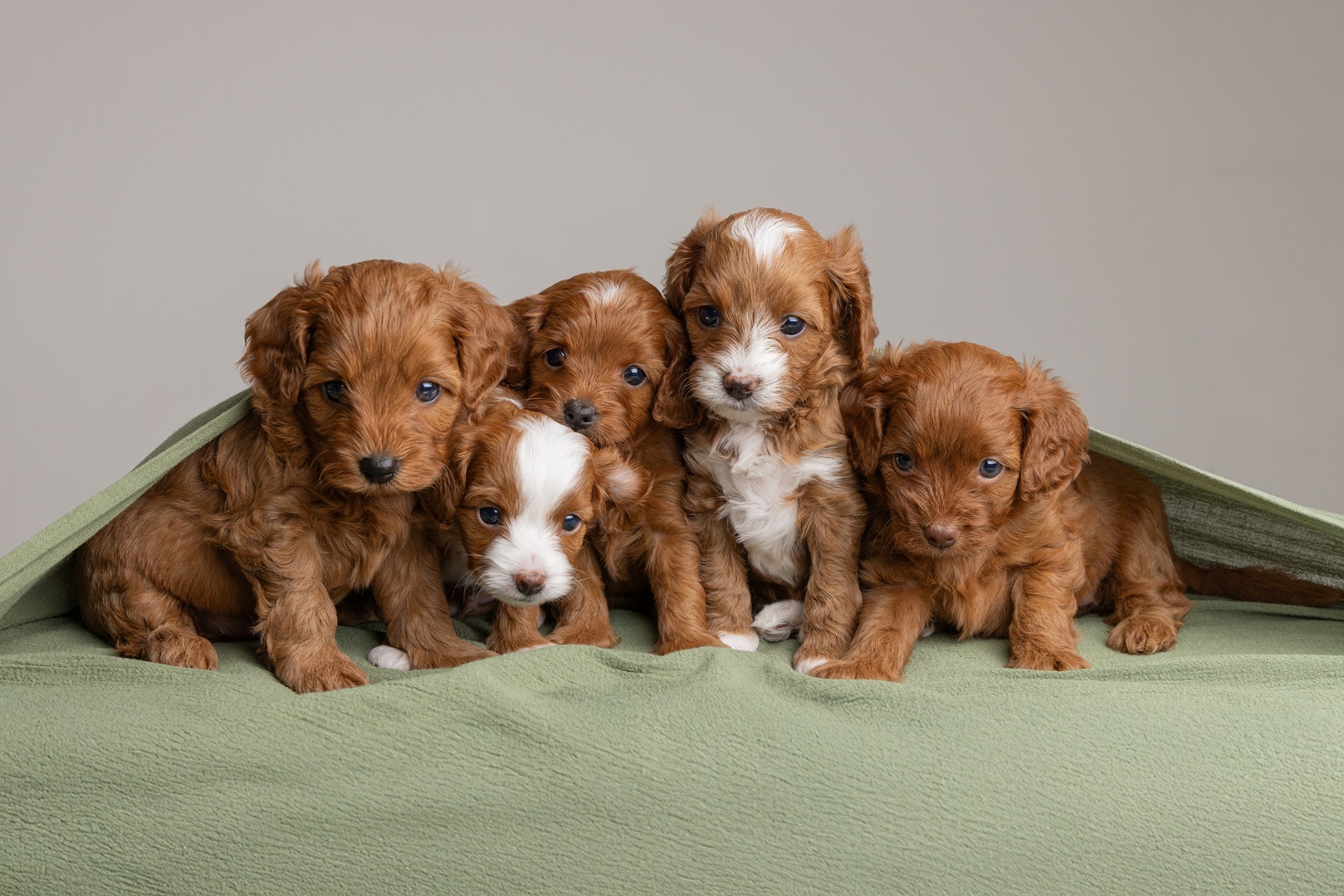 Puppy photo 2
