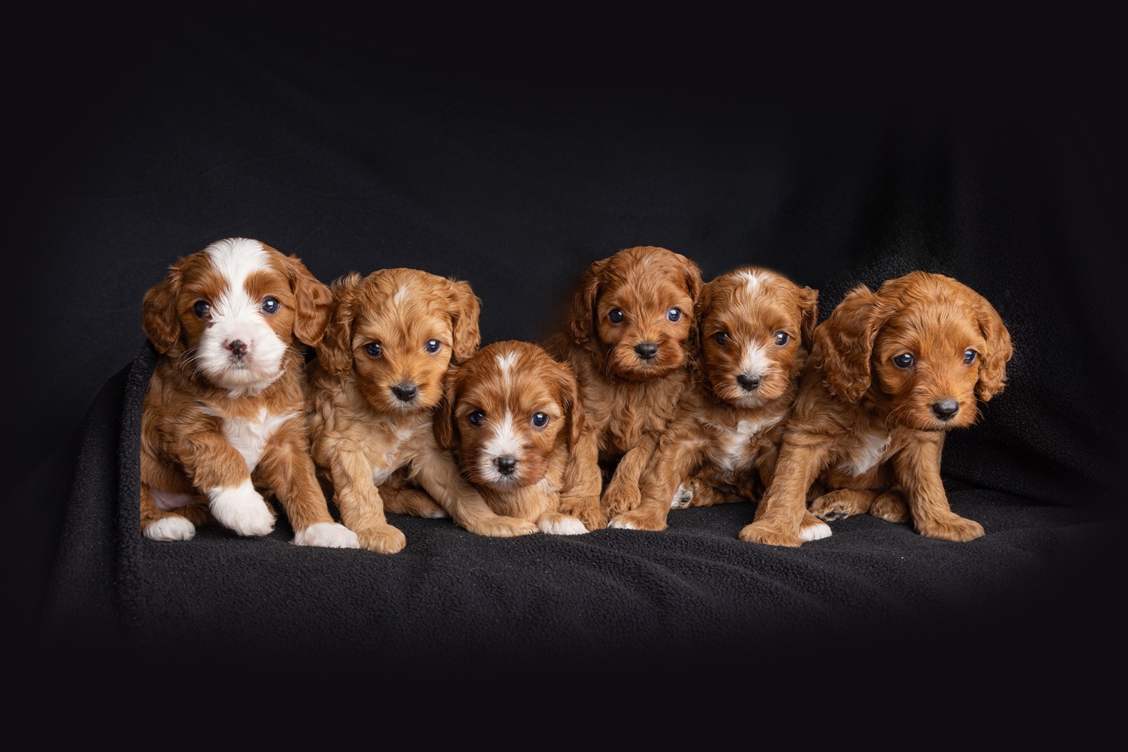Puppy photo 3