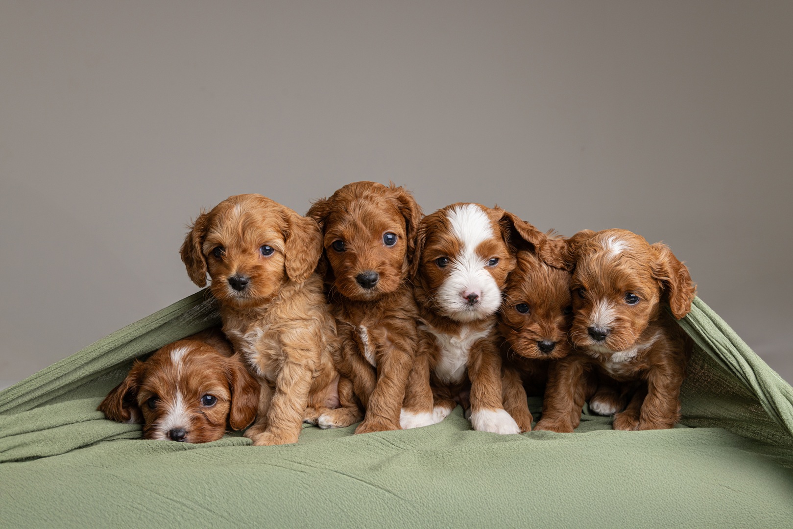 Puppy photo 4