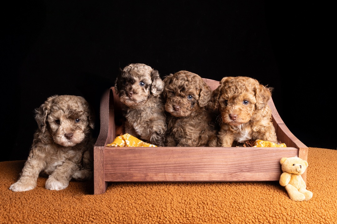 Puppy photo 6