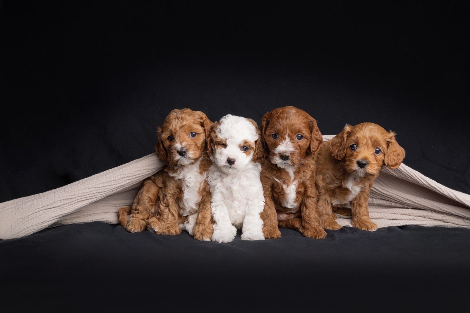 Puppy photo 7