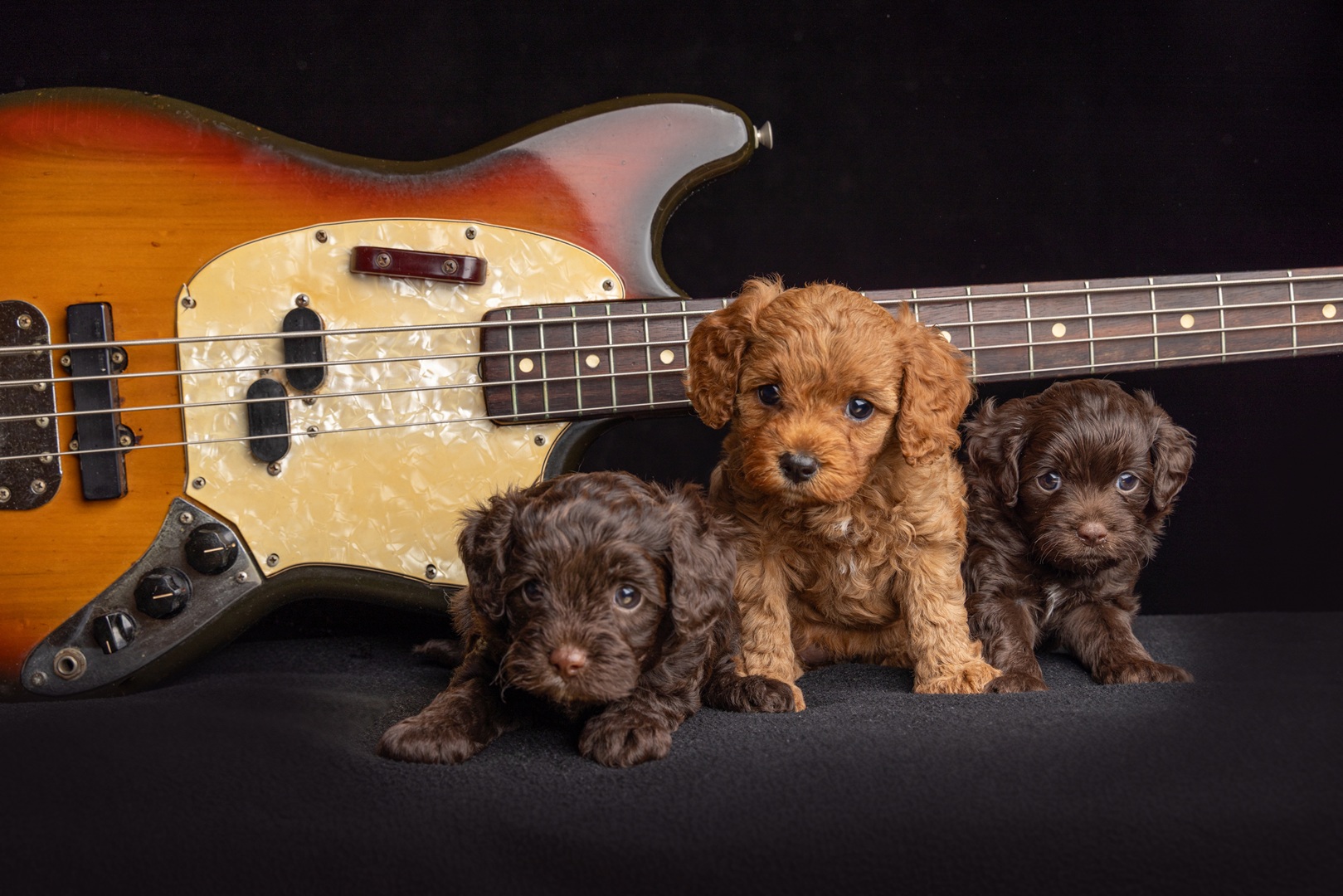 Puppy photo 8
