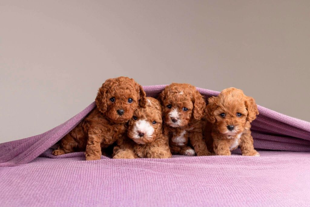 Cavoodle puppy explaining hybrid vigor and the difference between F1 and multigenerational Cavoodles