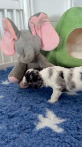 Cavoodle puppies interacting with a singing elephant toy during early enrichment and socialisation training at Harley & Co Cavoodles Brisbane.