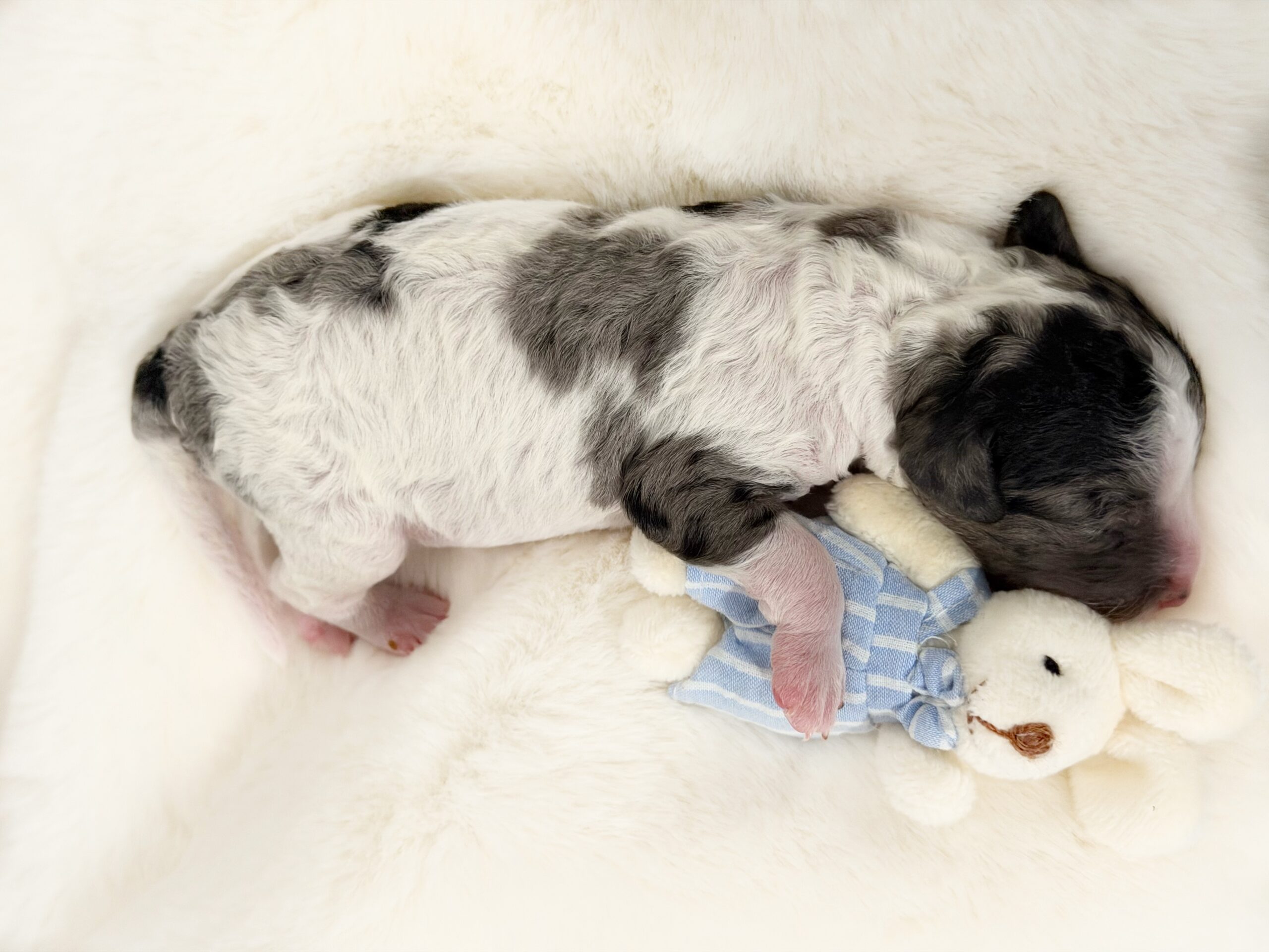 merle cavoodle puppy