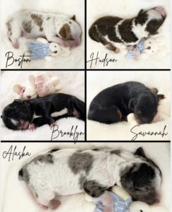 Merle, phantom cavoodle puppies