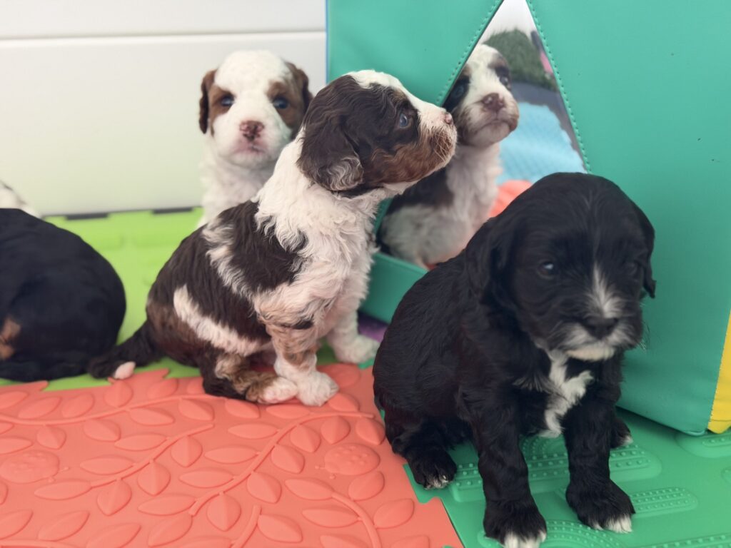 Inside our puppy playpen: Early enrichment for Cavoodle puppies