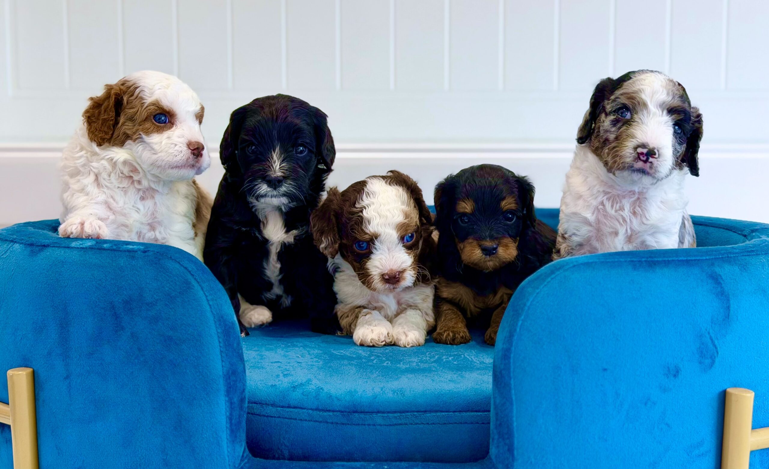 Cavoodle puppies sitting together on a blue couch during early socialisation at Harley & Co Cavoodles Brisbane