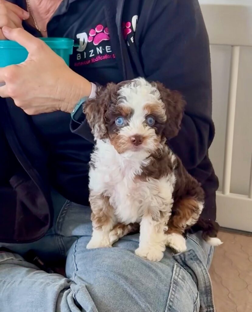Cavoodle puppies learning bell training and reward-based training using chicken treats with professional dog trainer Kylie from Dog Bizness.
