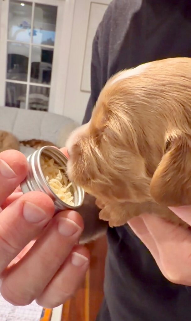 Cream Cavoodle puppy participating in Early Scent Introduction (ESI) by investigating a novel scent during a puppy development session.