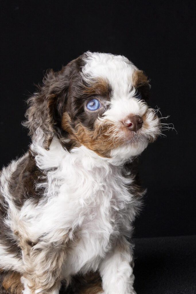 Blue-eyed merle Cavoodle puppy with a beautifully patterned coat at Harley & Co Cavoodles in Brisbane.