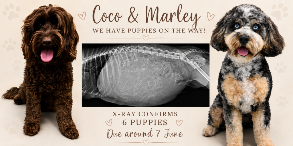 Coco and Marley Cavoodles with x-ray confirming six Cavoodle puppies due in June 2026