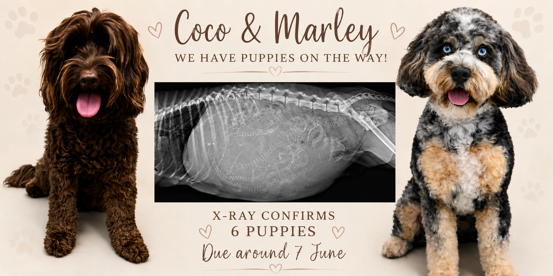 Coco and Marley Cavoodles with x-ray confirming six Cavoodle puppies due in June 2026