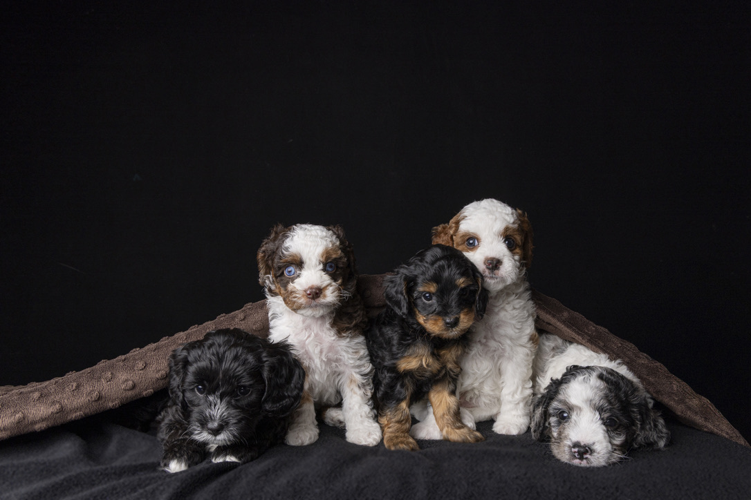 Blue eye merle cavoodle puppy