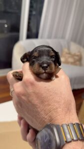 Two-week-old Cavoodle puppies beginning to open their eyes while participating in Early Neurological Stimulation (ENS) and Early Scent Introduction (ESI) activities.