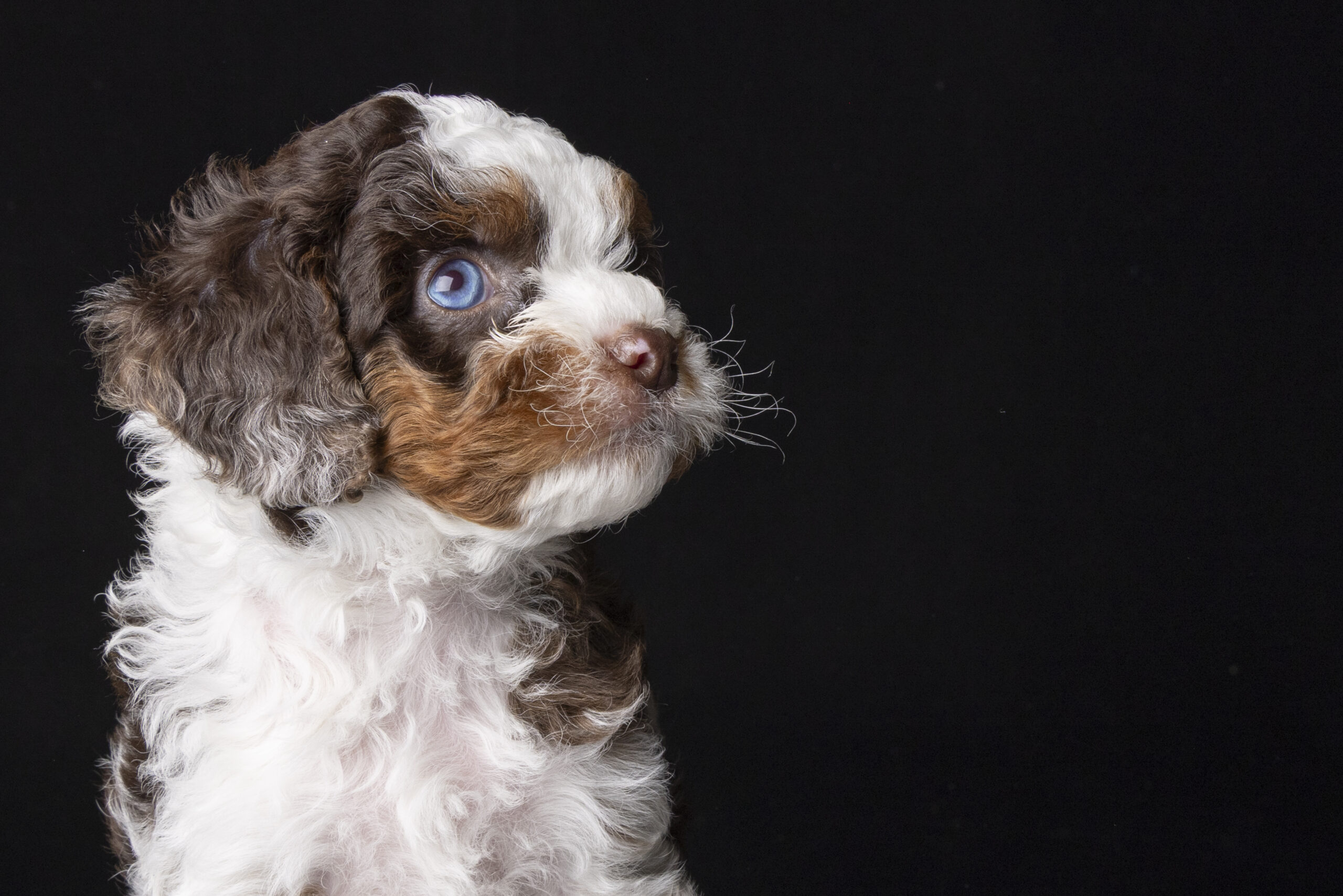 Blue eye merle cavoodle
