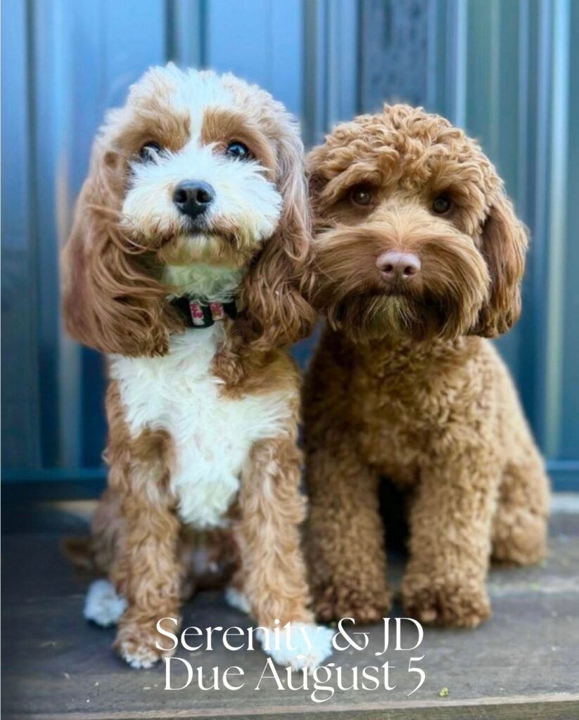 Serenity and JD Litter planned