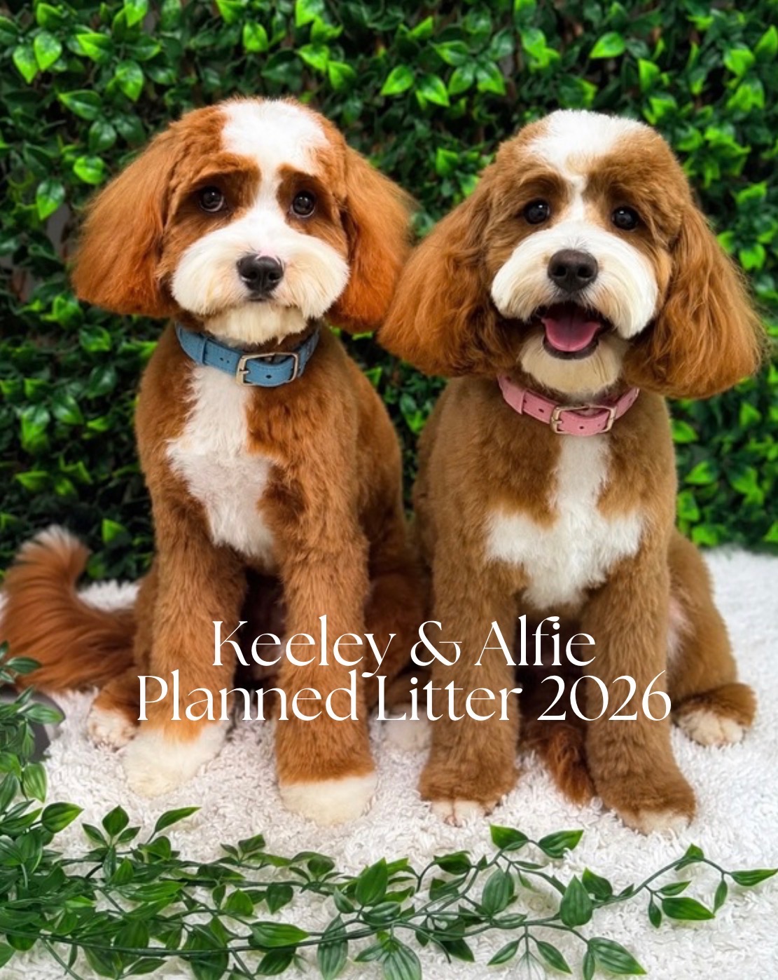 Keeley and Alfie Cavoodle Litter