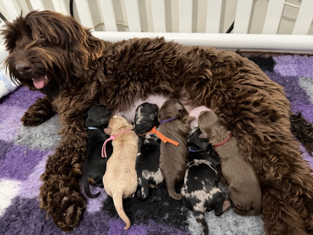 Newborn Cavoodle puppies from Coco and Marley at Harley & Co Cavoodles