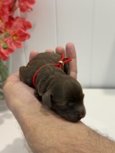Chocolate Cavoodle Puppy