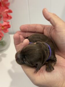 Chocolate Phantom Cavoodle puppy