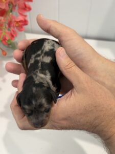 Blue tri merle Cavoodle puppy