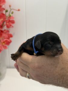 Black and Tan Phantom Cavoodle puppy