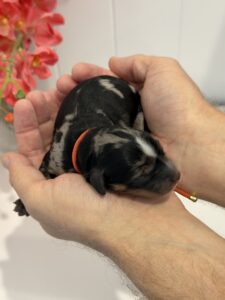 Blue merle Cavoodle puppy