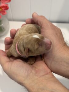 Cream and white cavoodle puppy