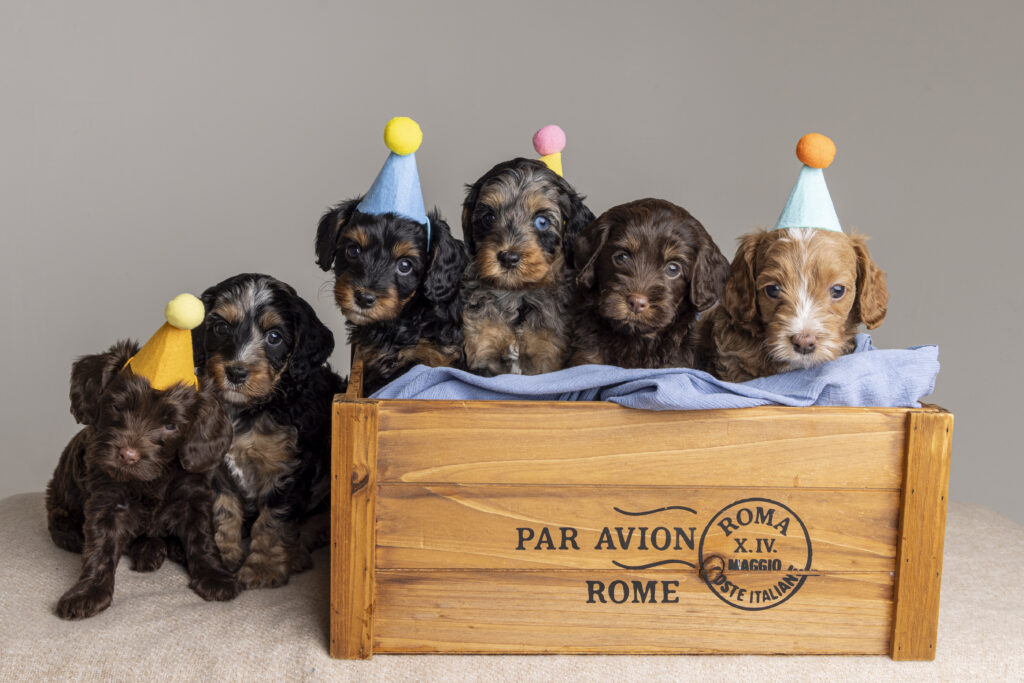 Adorable 6-week-old puppies wearing party hats at their Lighthouse Studios photo session.