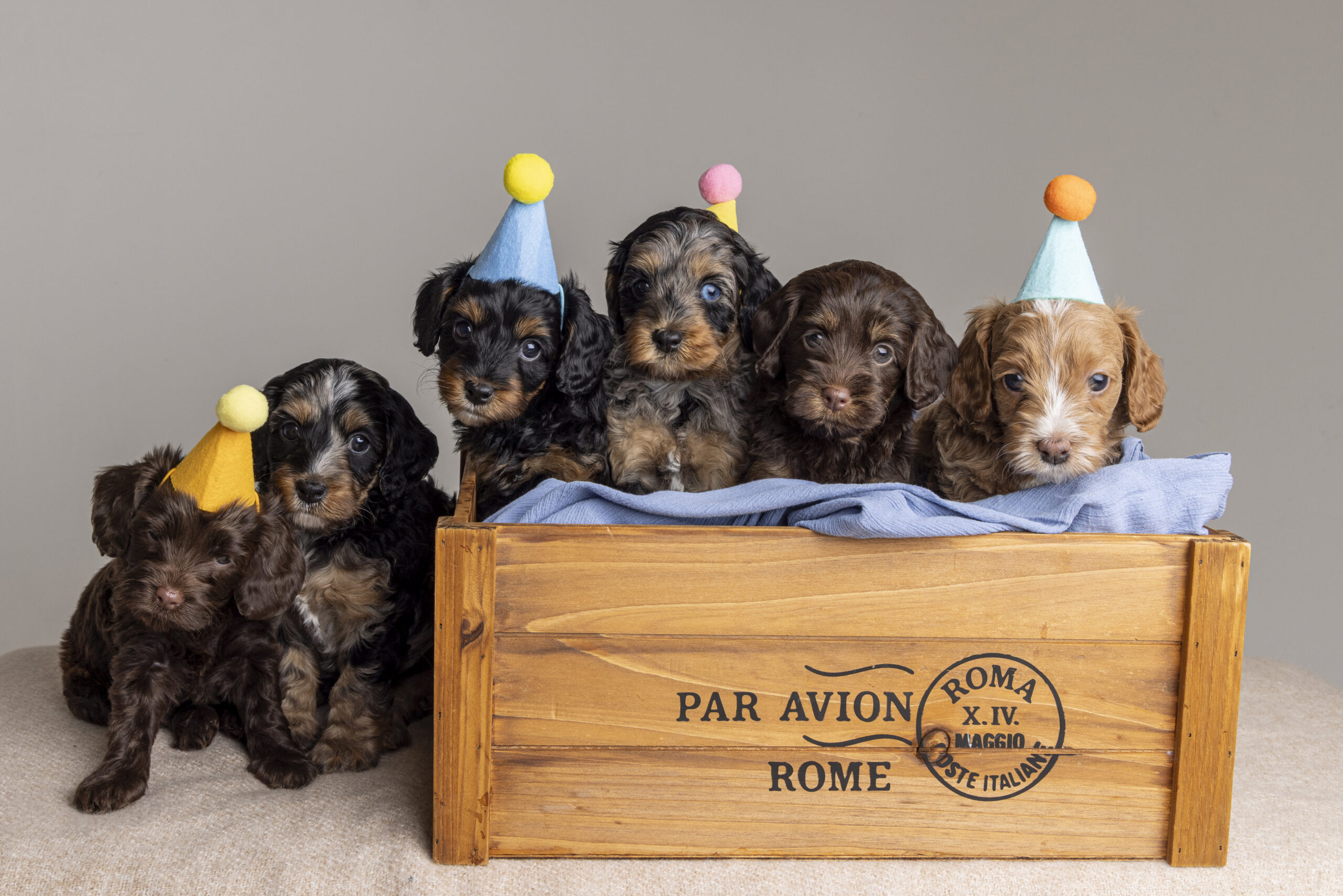 Adorable 6-week-old puppies wearing party hats at their Lighthouse Studios photo session.