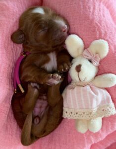 Toy Cavoodle Puppy