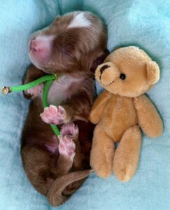 Toy Cavoodle Puppy