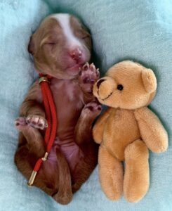 Toy Cavoodle Puppy