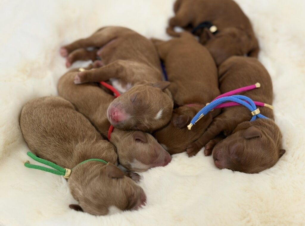 Toy Cavoodle Puppies