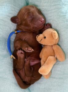 Toy Cavoodle Puppy
