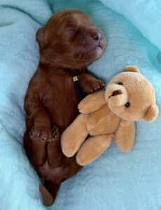 Toy Cavoodle Puppy