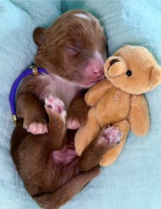 Toy Cavoodle Puppy