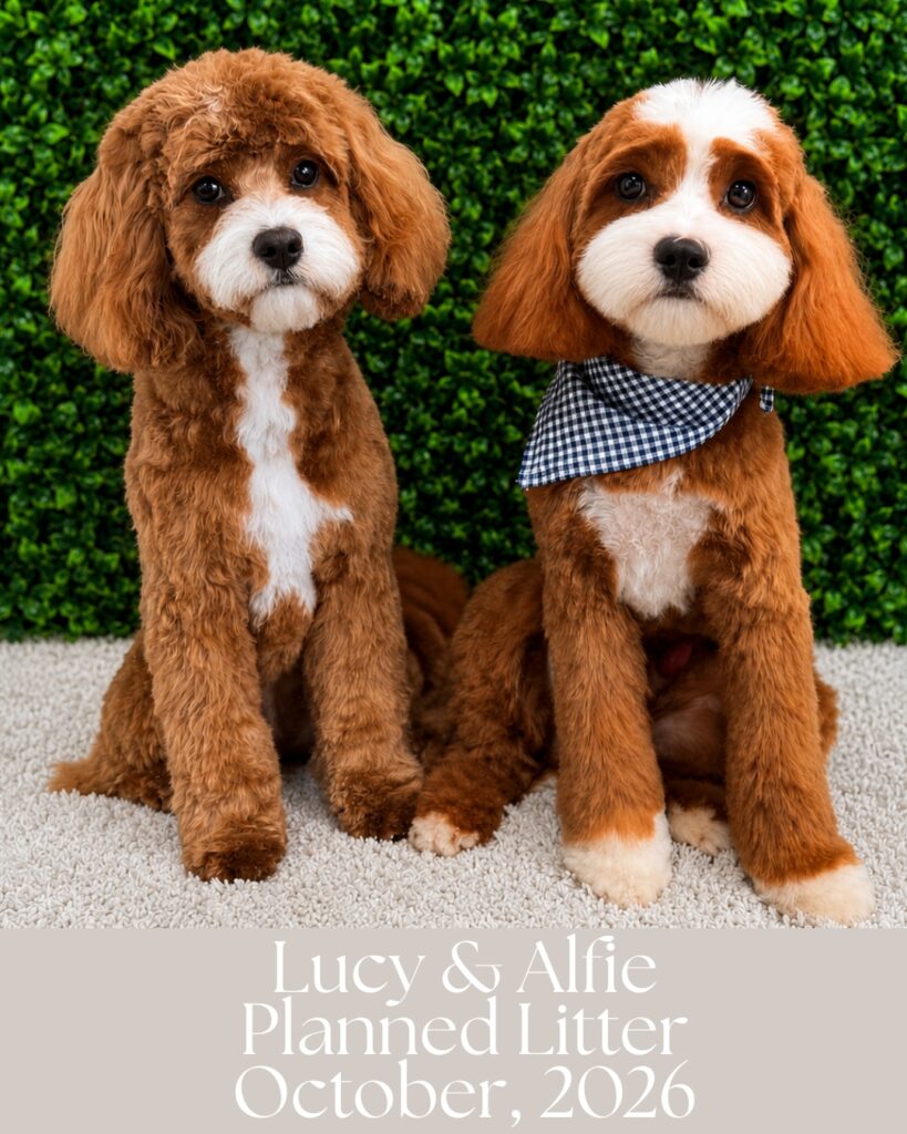 Planned litter for Lucy and Alfie for October 2026