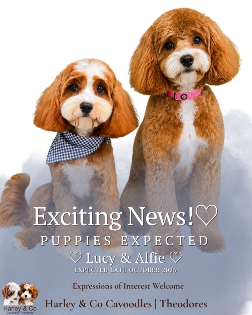 Lucy and Alfie, parents of an upcoming red and white Cavoodle litter at Harley & Co Cavoodles Brisbane