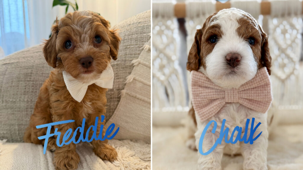 Freddie and Chalk, Cavoodle puppies available in Brisbane from Harley & Co Cavoodles