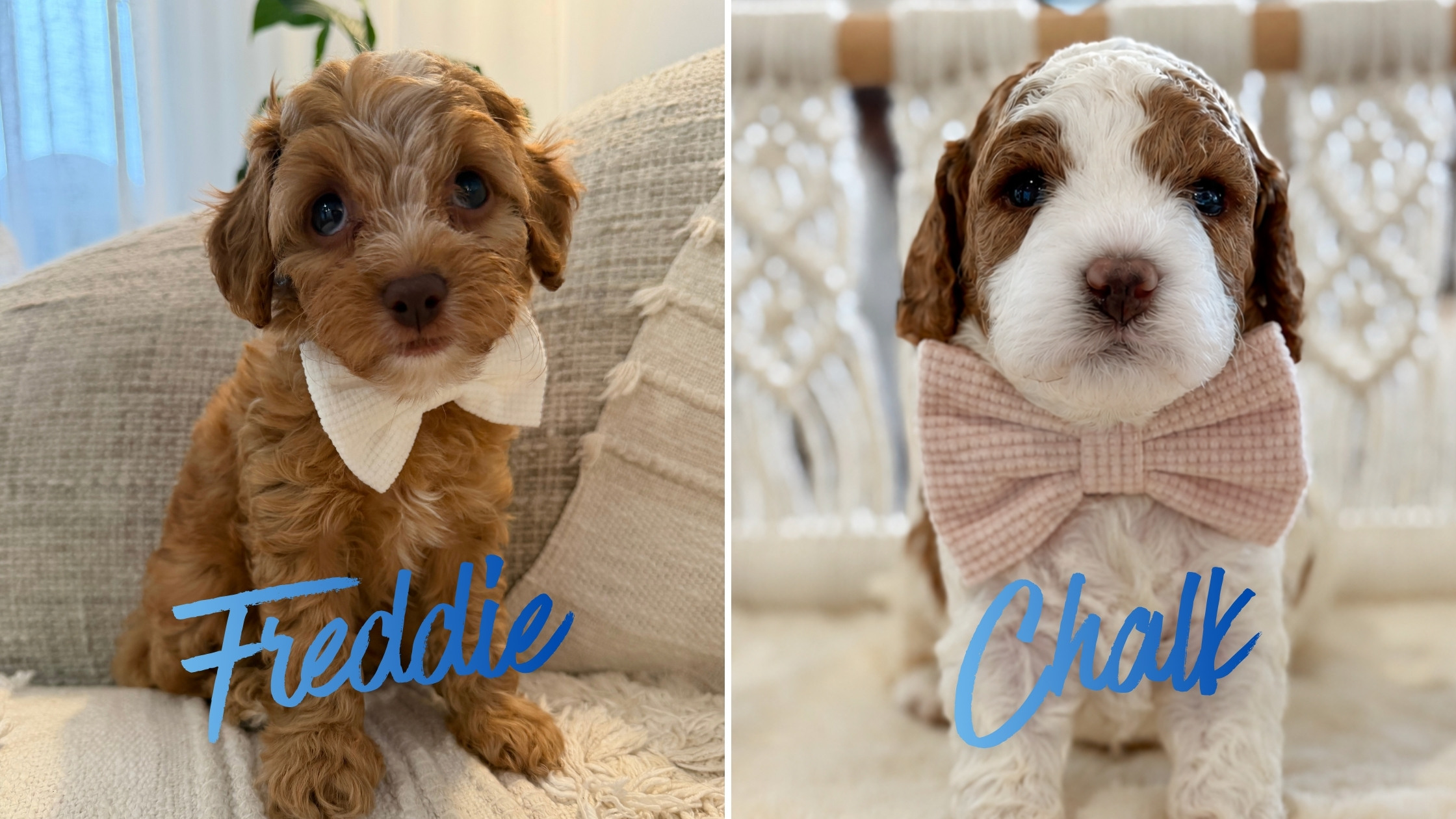 Freddie and Chalk, Cavoodle puppies available in Brisbane from Harley & Co Cavoodles